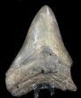 Fossil Megalodon Tooth - Georgia #36917-1